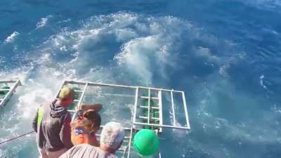 Great White shark cage breach