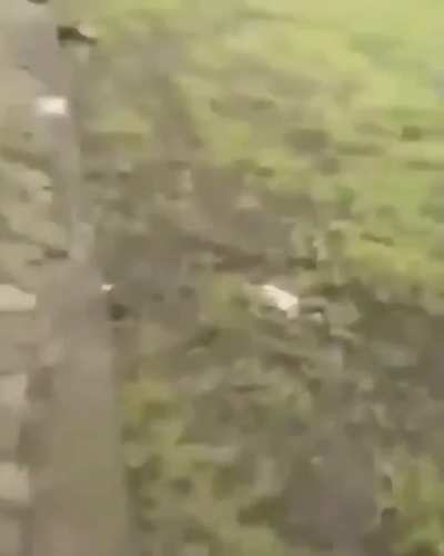 Im looking for the original video of this gif