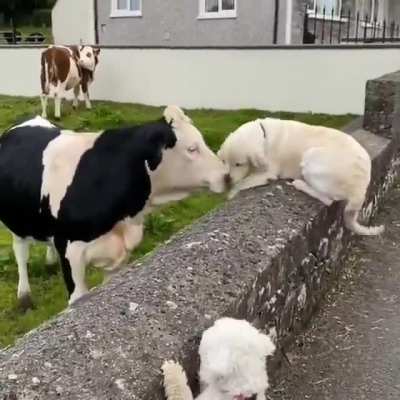 Instant friends