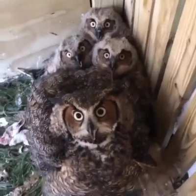 Кучка сов [Звук]