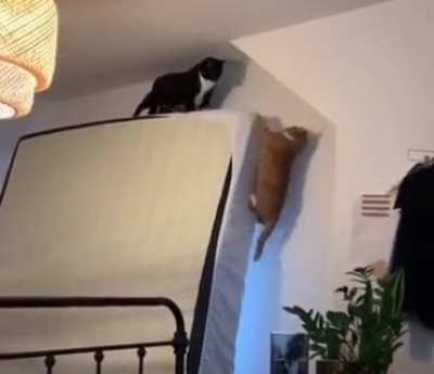 Poor kitty