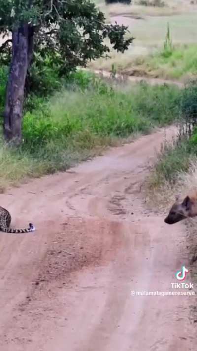 95 year old hyena shares advice on how to live long