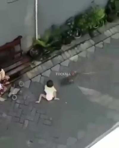 Monkey attempts to abduct a child.