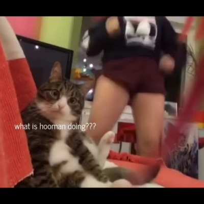 The cat continues to suffer