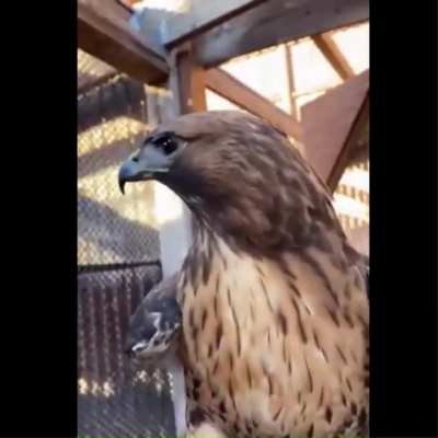 Still not sure if a Red-Tailed Hawk actually counts as a perfectly cut scream...