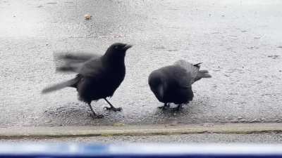 Any of you ever have crow pairs do this ritual? it&rsquo;s happened between multiple pairs i&rsquo;ve seen and i&rsquo;ve finally caught it on video