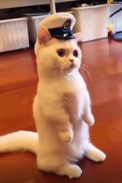 Captain Snowy