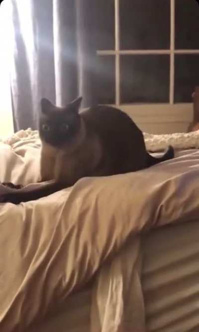 This is what catnip does to a cat.