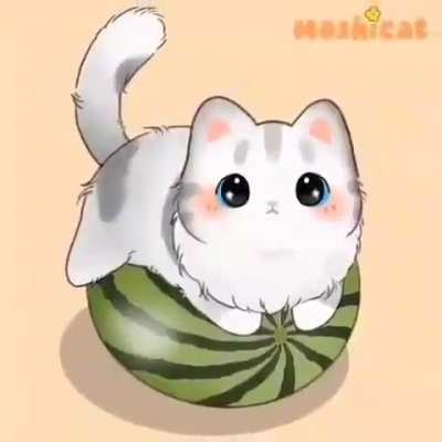 cat video