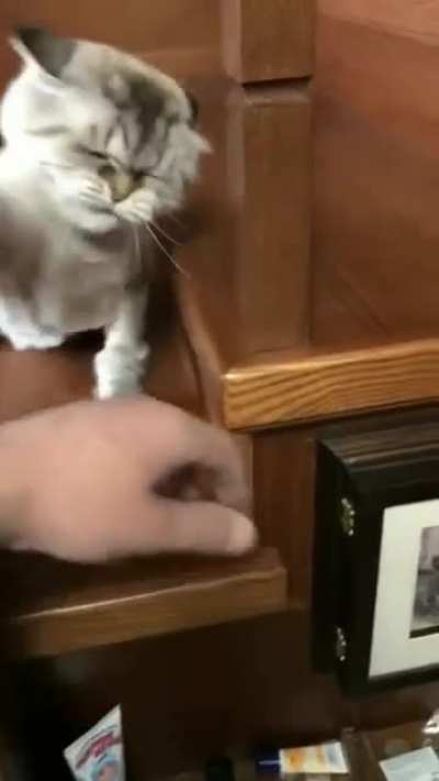 Cat says ...