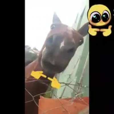 Cavalo