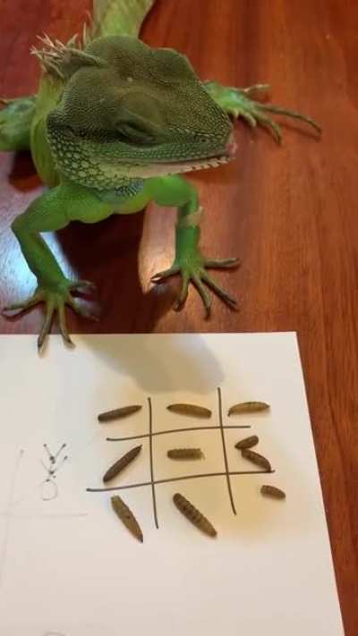 Playing Tic Tac toe, he&rsquo;s not very good at it but he tries