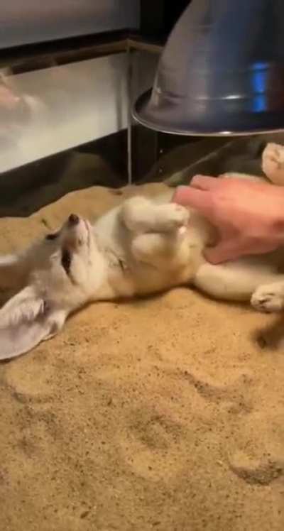 Rub mah belly
