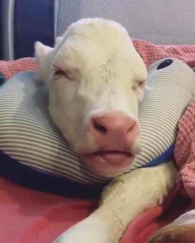 Nap time!