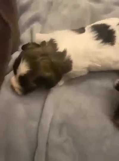 Smol one