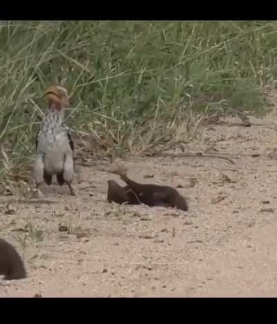 Hilarious dwarf mongoose plays dead for hornbill!