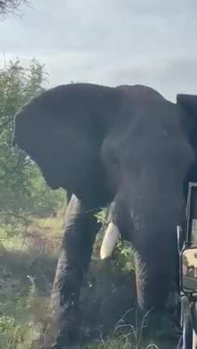 Getting a little too close to a herd of elephants in South Africa&hellip;