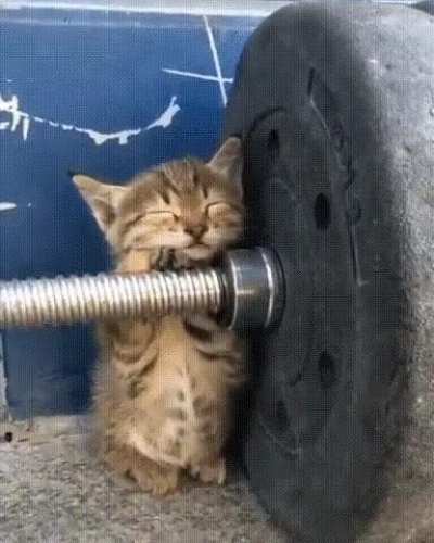 Котик