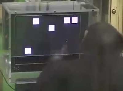 Are you afraid of AI taking your job? What about monkeys?