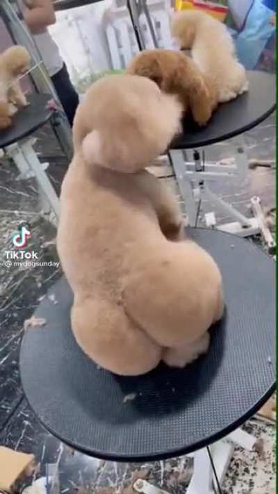 Thanks I hate dog grooming