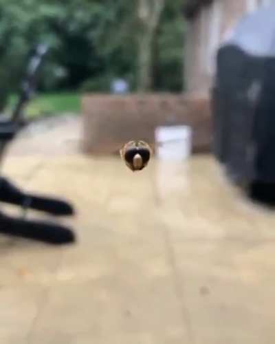 Fly