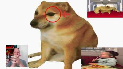 what da dog doin?