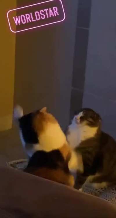 WORLDSTAR!
