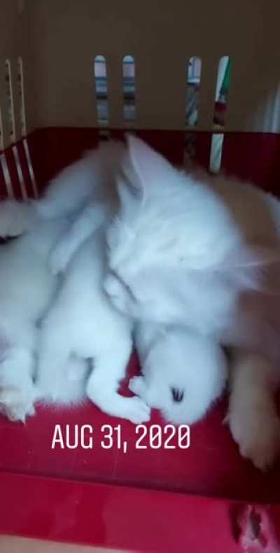 Yo guys, remember deva? This is first day when i brought her home 🏡 🐱
