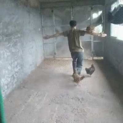 Chicken tamer