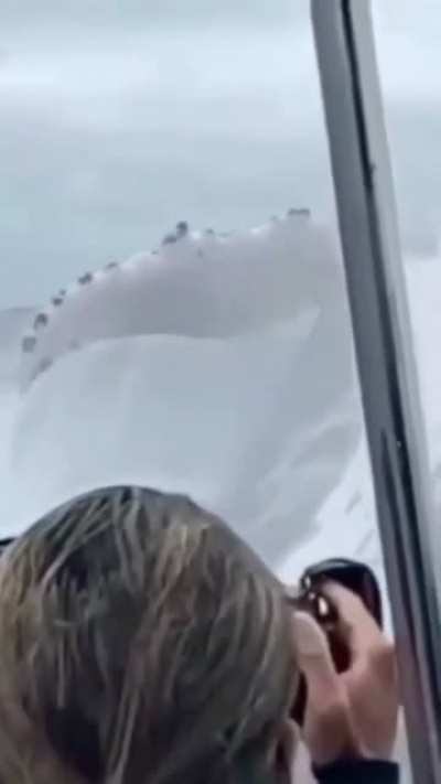 The size of this humpback whale