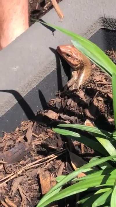 Snake has legs