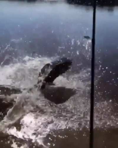 Catch and release