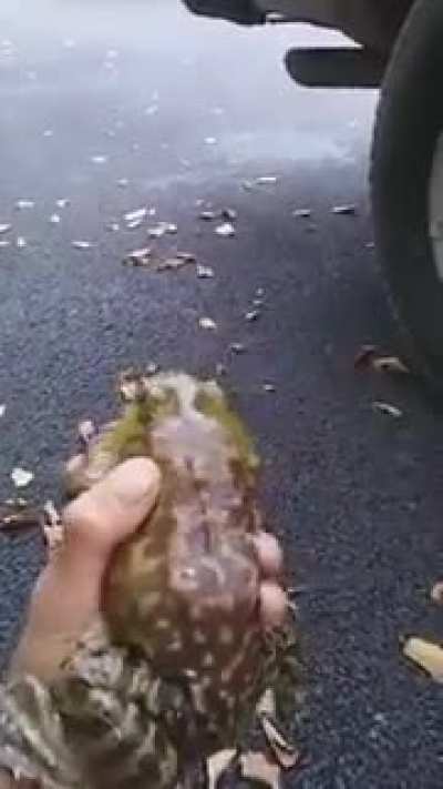 Ajuda o sapo
