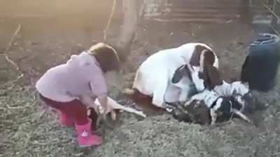 Little farm girl helps a goat birth (called kidding....no kidding) her 3rd kid of the litter.