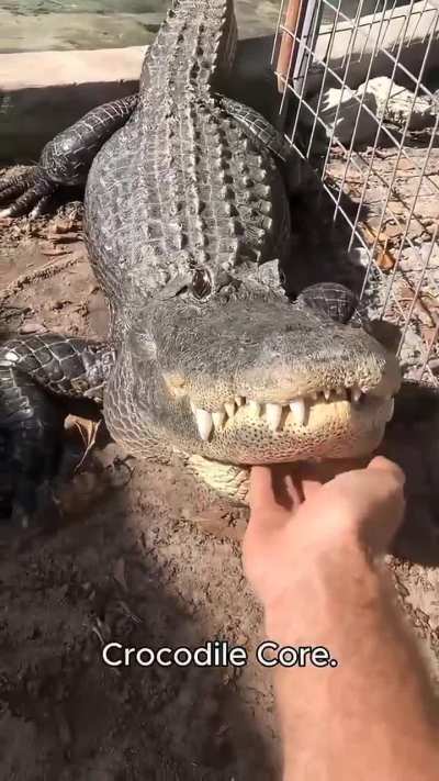 "Crocodile Core"
