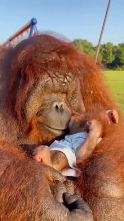 Although they're the most solitary of the great apes, Orangutans still display a great deal of social intelligence. They care for their babies for up to eight years, longer than any animal besides humans, and, unlike other apes, males have never been obse