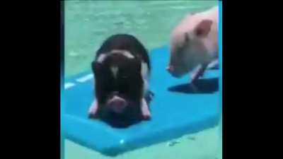 Animals