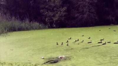 To catch the ducks.