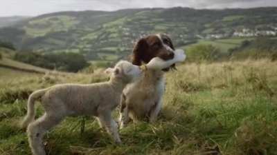 The Dorset Horn is an endangered British breed of domestic sheep which has characteristic pink noses, and in this pic, Shaun the lamb is being bottle-fed by Jess, a Springer Spaniel, who has been trained since a puppy to help take care of this rare breed 