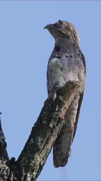 Apareci&oacute; el uruta&uacute; llamado Monsalvito en la reserva Jard&iacute;n de Monsalvo, en Calamuchita, y pos&oacute; para la foto con su peque&ntilde;o pich&oacute;n