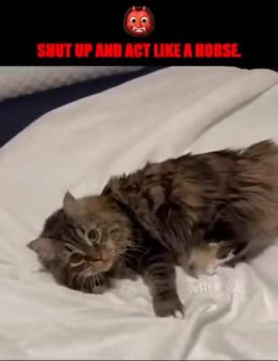 Poor kitty