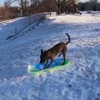 Best Sled Dog ever!