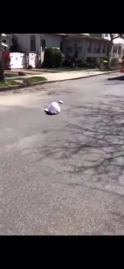 Easter Bunny gets decapitated.