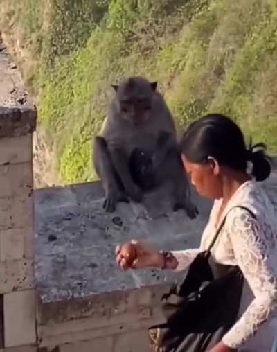 Monkeys in Bali observed that tourists treat phones like super‑important treasure, so now they target those phones and trade them back for food they want or need