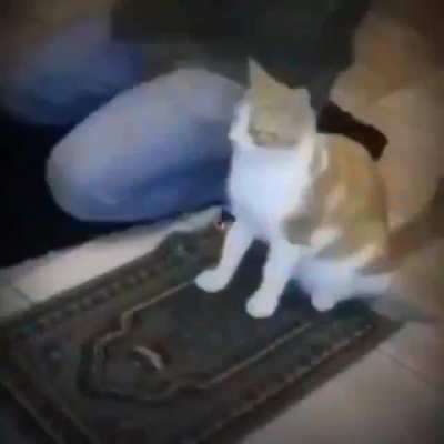 أمصها إسماعيل هههه