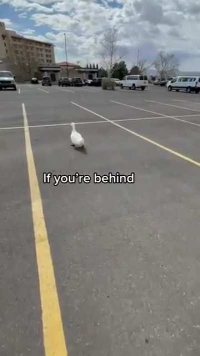 Duck