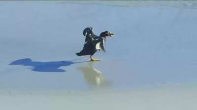 Better ducks than when Steve smith gets one