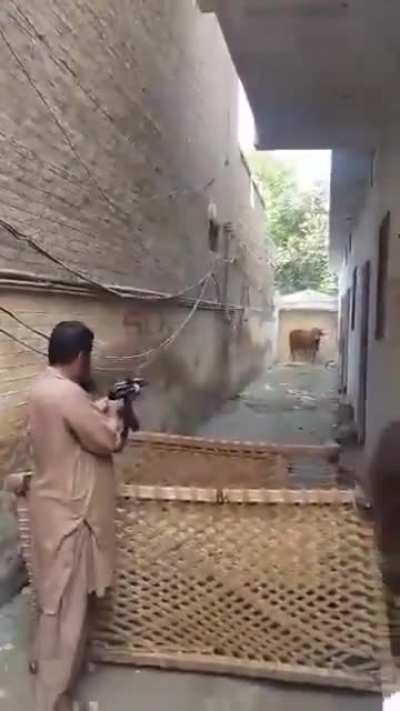 After a poor kitten, its turn of a poor cow in Pakistan
