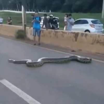 An anaconda crossing a 4-lane highway in Brazil