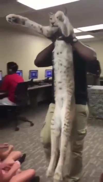 Big FLOPPA